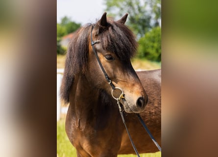 Caballos islandeses, Yegua, 6 años, 145 cm, Castaño