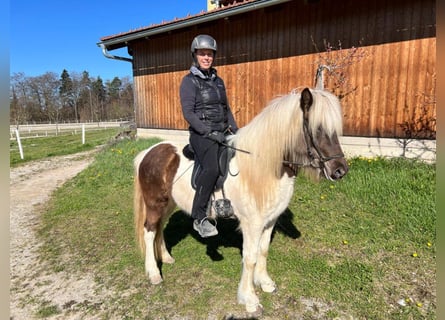 Caballos islandeses, Yegua, 6 años