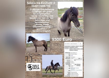 Caballos islandeses, Yegua, 6 años