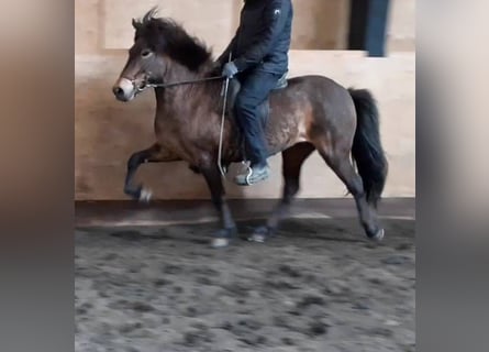 Caballos islandeses, Yegua, 6 años, Castaño