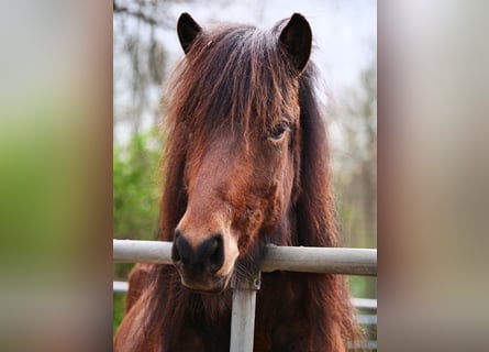 Caballos islandeses, Yegua, 7 años, 134 cm, Castaño