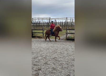 Caballos islandeses, Yegua, 7 años, 136 cm, Alazán