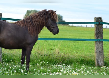 Caballos islandeses, Yegua, 7 años, 137 cm