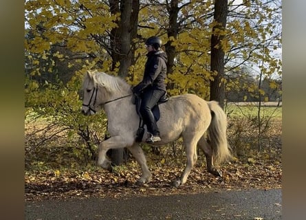 Caballos islandeses, Yegua, 7 años, 137 cm, Palomino