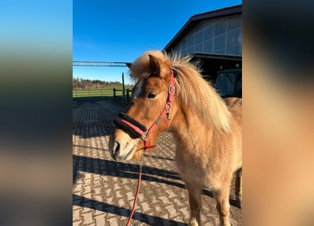 Caballos islandeses, Yegua, 7 años, 138 cm, Bayo