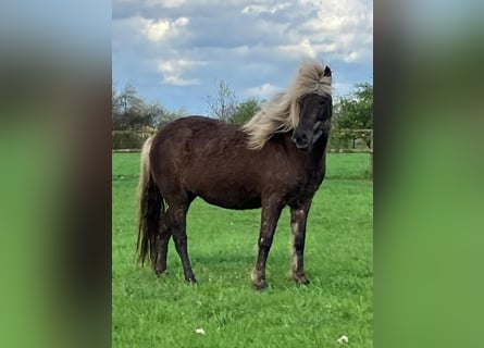 Caballos islandeses, Yegua, 7 años, 138 cm