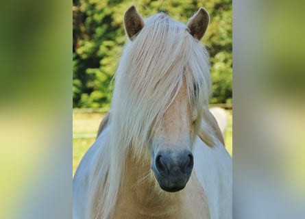 Caballos islandeses, Yegua, 7 años, 138 cm, Palomino