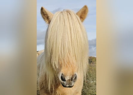 Caballos islandeses, Yegua, 7 años, 138 cm, Pío
