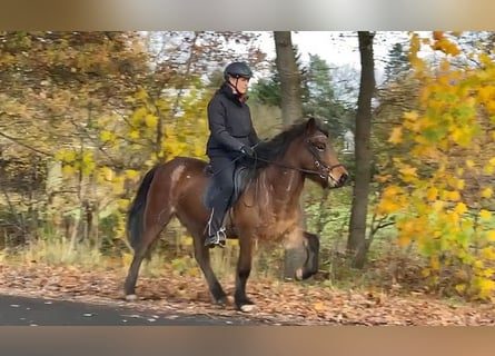 Caballos islandeses, Yegua, 7 años, 140 cm