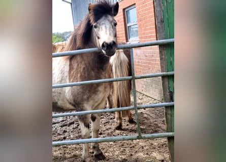 Caballos islandeses, Yegua, 7 años, 140 cm, Tobiano-todas las-capas