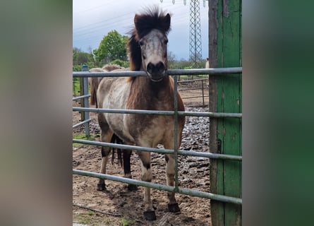 Caballos islandeses, Yegua, 7 años, 140 cm, Tobiano-todas las-capas