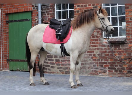 Caballos islandeses, Yegua, 7 años, 140 cm, Tobiano-todas las-capas