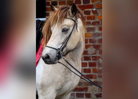 Caballos islandeses, Yegua, 7 años, 140 cm, Tobiano-todas las-capas