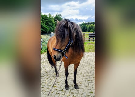 Caballos islandeses, Yegua, 7 años, 142 cm, Castaño oscuro