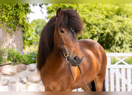 Caballos islandeses, Yegua, 7 años, 142 cm, Castaño oscuro