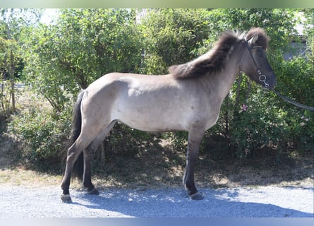 Caballos islandeses, Yegua, 7 años, 145 cm, Bayo