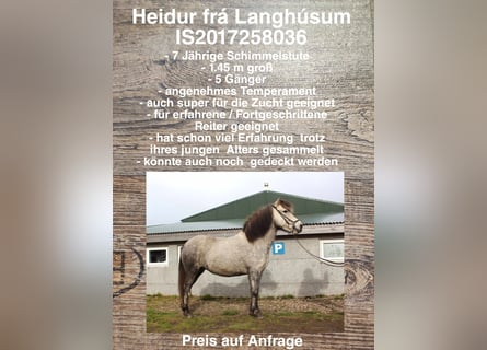 Caballos islandeses, Yegua, 7 años