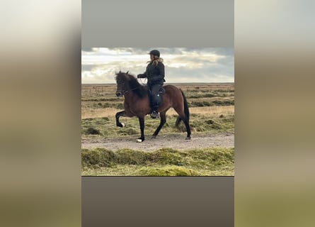 Caballos islandeses, Yegua, 7 años, Castaño