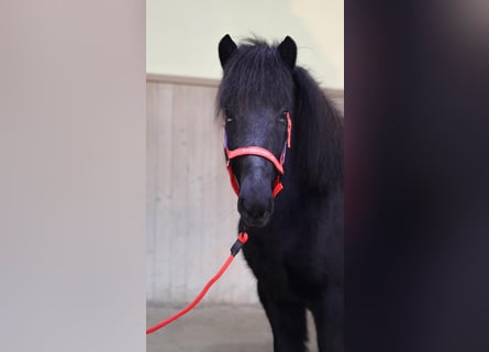 Caballos islandeses, Yegua, 7 años, Negro