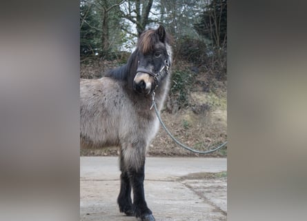 Caballos islandeses, Yegua, 8 años, 130 cm, Buckskin/Bayo