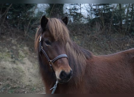 Caballos islandeses, Yegua, 8 años, 132 cm, Castaño