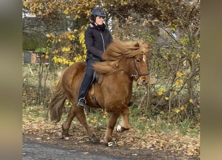 Caballos islandeses, Yegua, 8 años, 134 cm, Alazán