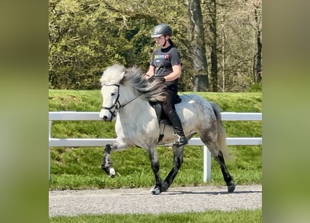 Caballos islandeses, Yegua, 8 años, 134 cm, Tordo rodado