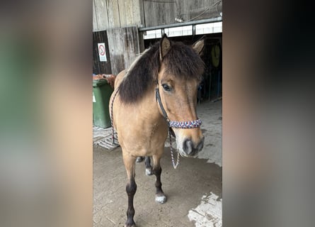 Caballos islandeses, Yegua, 8 años, 135 cm, Bayo