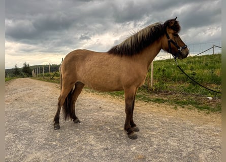 Caballos islandeses, Yegua, 8 años, 136 cm, Bayo