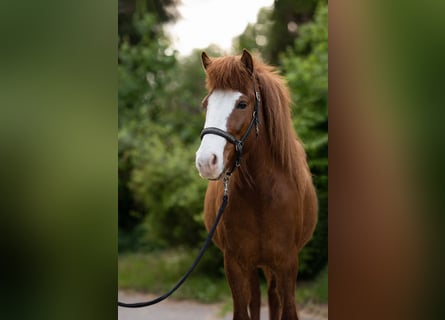 Caballos islandeses, Yegua, 8 años, 137 cm, Alazán