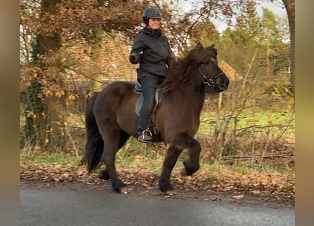 Caballos islandeses, Yegua, 8 años, 137 cm, Negro