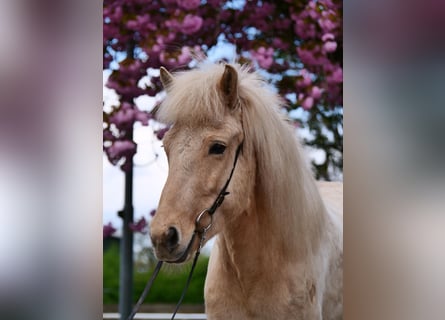 Caballos islandeses, Yegua, 8 años, 137 cm, Palomino