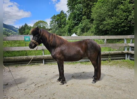 Caballos islandeses, Yegua, 8 años, 139 cm, Negro