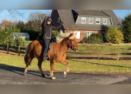 Caballos islandeses, Yegua, 8 años, 143 cm, Bayo