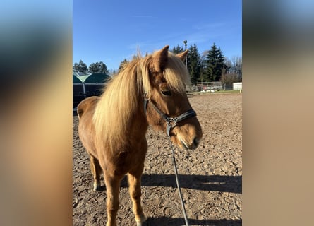 Caballos islandeses, Yegua, 8 años, 144 cm, Alazán