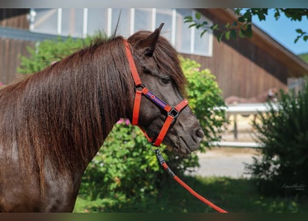 Caballos islandeses, Yegua, 8 años, 147 cm, Negro