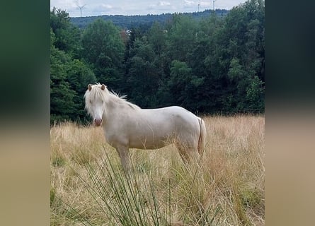 Caballos islandeses, Yegua, 9 años, 136 cm, Perlino