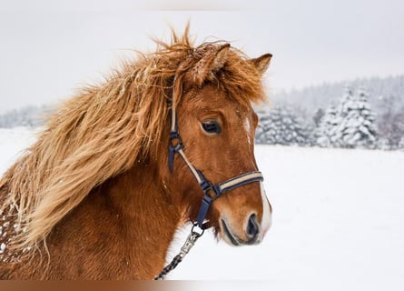 Caballos islandeses, Yegua, 9 años, 137 cm, Bayo