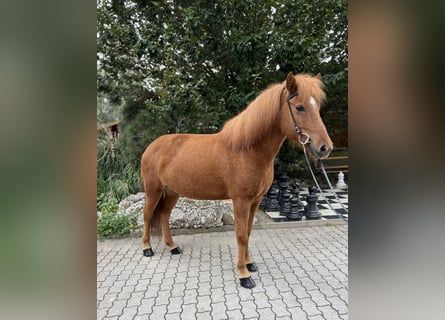 Caballos islandeses, Yegua, 9 años, 142 cm, Alazán