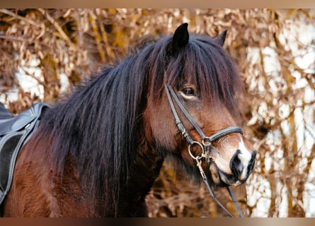 Caballos islandeses, Yegua, 9 años, 142 cm, Castaño