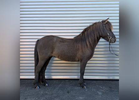 Caballos islandeses, Yegua, 9 años, 143 cm, Negro