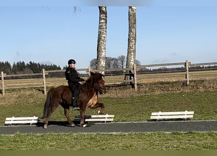 Caballos islandeses, Yegua, 9 años, 145 cm, Alazán-tostado
