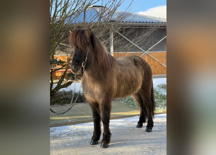 Caballos islandeses, Yegua, 9 años, 148 cm, Bayo