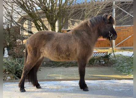 Caballos islandeses, Yegua, 9 años, 148 cm, Bayo