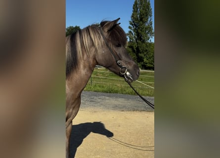 Caballos islandeses, Yegua, 9 años, Bayo