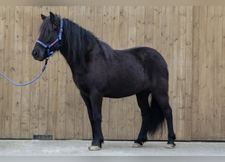 Caballos islandeses, Yegua, 9 años, Negro