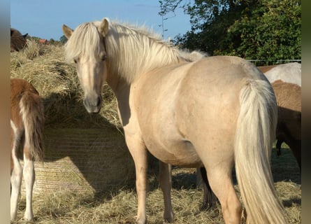 Caballos islandeses, Yegua, 9 años, Palomino