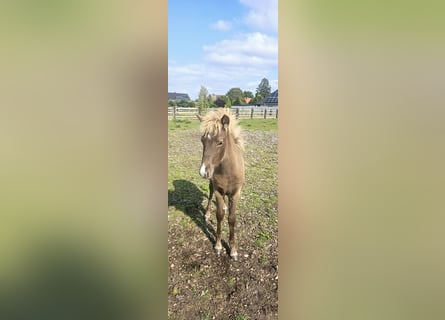 Caballos islandeses, Yegua, Potro (06/2024)