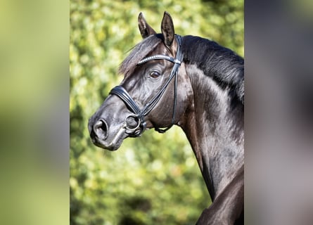 Hannoveriano, Semental, 16 años, 171 cm, Negro