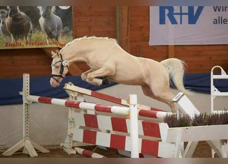 Welsh B, Stallion, 16 years, 12,2 hh, Cremello